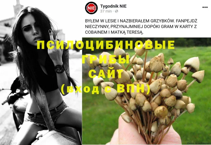 Псилоцибиновые грибы GOLDEN TEACHER  Скопин 